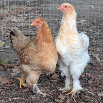 Brahma kriel jonge hennen kippen beschikbaar voor biedingen