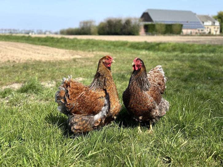 Jonge tamme wyandotte kippen gesekst + ingeënt, Dieren en Toebehoren, Pluimvee, Kip, Vrouwelijk