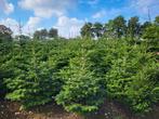 Kerstbomen Nordmann, Ophalen