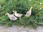 Jonge ganzen, Dieren en Toebehoren, Pluimvee, Geslacht onbekend, Gans of Zwaan
