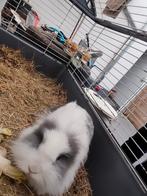 Lapin, Dieren en Toebehoren, Maart, Geslacht onbekend