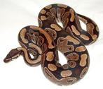 Gezocht ball python, Dieren en Toebehoren