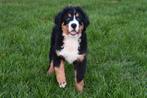 Berner Sennen pups te koop, Dieren en Toebehoren, 15 weken tot 1 jaar, Reu, Sennenhond, Buitenland