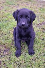Labrador pup met stamboom, Dieren en Toebehoren, Honden | Retrievers, Spaniëls en Waterhonden, Meerdere, 8 tot 15 weken, België