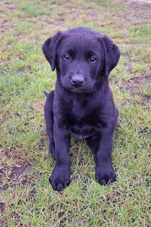 Labrador pup met stamboom, Animaux & Accessoires, Chiens | Retrievers, Épagneuls & Chiens d'eau, Chien (mâle), Labrador retriever