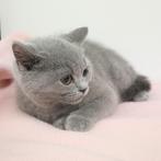 Britse Korthaar (Blauw) kittens te koop, Gechipt, Meerdere dieren, 0 tot 2 jaar