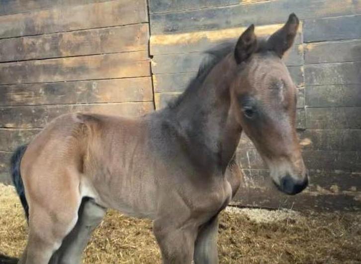 Fijn Chacco Blue II hengstveulen, Dieren en Toebehoren, Paarden