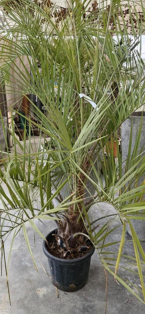 Plant voor buiten, 3 meter hoog, Tuin en Terras, Planten | Tuinplanten, Ophalen