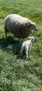 Ooi met ramlam, Dieren en Toebehoren, Schapen, Geiten en Varkens, Meerdere dieren, Schaap, 0 tot 2 jaar