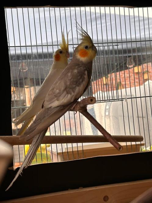 Valkparkieten te koop, Dieren en Toebehoren, Vogels | Parkieten en Papegaaien, Parkiet, Geslacht onbekend, Tam