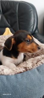 Jack russel pups, Dieren en Toebehoren, Honden | Jack Russells en Terriërs, CDV (hondenziekte), Meerdere, 8 tot 15 weken, Meerdere dieren