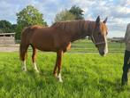 Wandelpaard gezelschapspaard, Dieren en Toebehoren, Paarden, Merrie, Gechipt, Zadelmak, 160 tot 165 cm