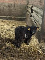 Bovins, Animaux & Accessoires