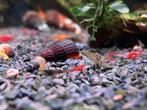 Sulawesi slakken, Dieren en Toebehoren, Vissen | Aquariumvissen, Kreeft, Krab of Garnaal, Zoetwatervis