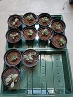 Jadeplant stekjes XS, Maison & Meubles, Plantes d'intérieur, Ombre partielle, En pot, Plante verte, Enlèvement