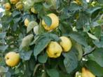 Kweepeer boom, Tuin en Terras, Planten | Bomen, Ophalen, 250 tot 400 cm