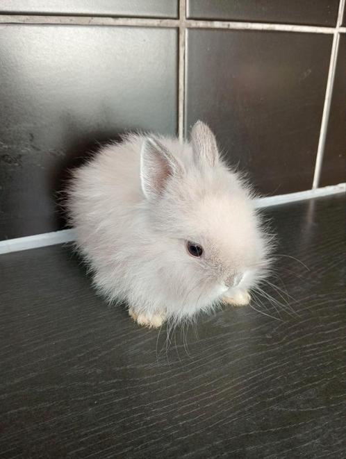 Teddy dwerg en leeuwekopjes, Dieren en Toebehoren, Konijnen, Dwerg