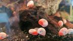 roze posthoornslakken, Dieren en Toebehoren