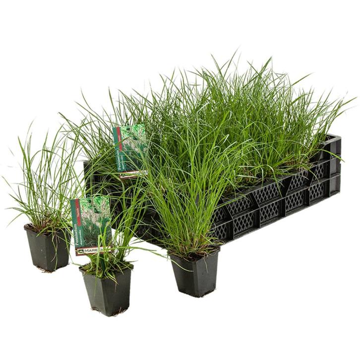 Siergras pennisetum hameln, Tuin en Terras, Planten | Tuinplanten, Vaste plant, Siergrassen, Volle zon, Zomer, Ophalen