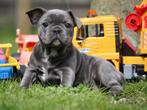 Franse Bulldog, CDV (hondenziekte), Bulldog, Teef, 8 tot 15 weken