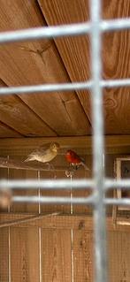 Kanaries, Dieren en Toebehoren, Vogels | Kanaries, Geslacht onbekend
