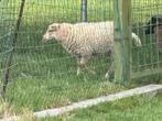 Ouessant ooilam en ramlam