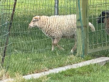 Ouessant ooilam en ramlam