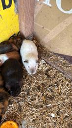 Cavia beer, Animaux & Accessoires, Rongeurs, Mâle, Domestique, Cobaye, Juillet