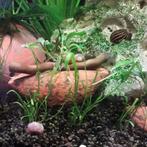 Schelpje in keramiek met bucephalandra wavy green, Dieren en Toebehoren, Vissen | Aquaria en Toebehoren, Nieuw, Plant(en), Steen of Hout