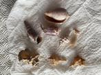 schelpen allerlei, Verzamelen, Mineralen en Fossielen, Ophalen, Schelp(en)