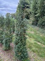 Portugese laurier, Ophalen, Laurier, Haag, 100 tot 250 cm