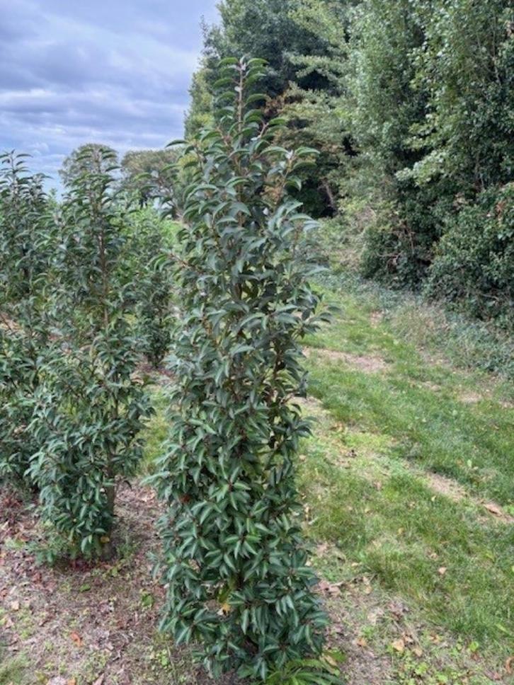 Portugese laurier, Tuin en Terras, Planten | Struiken en Hagen, Haag, Laurier, 100 tot 250 cm, Ophalen