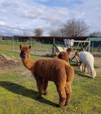 alpaca merrie roestbruin Yasmin, Dieren en Toebehoren, Schapen, Geiten en Varkens, Vrouwelijk, 6 jaar of ouder
