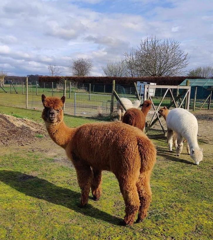 alpaca merrie roestbruin Yasmin, Dieren en Toebehoren, Schapen, Geiten en Varkens, Vrouwelijk, 6 jaar of ouder