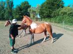 2 jarige merrie, Dieren en Toebehoren, Merrie, Onbeleerd
