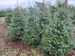 Naaldbomen, spar, omorika, abies, nordman, balsamea, Ophalen, Nieuw