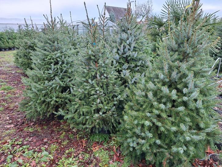 Naaldbomen, spar, omorika, abies, nordman, balsamea, Diversen, Kerst, Nieuw, Ophalen