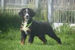 Berner Sennen pups beschikbaar, 15 weken tot 1 jaar, Sennenhond, Buitenland, Meerdere