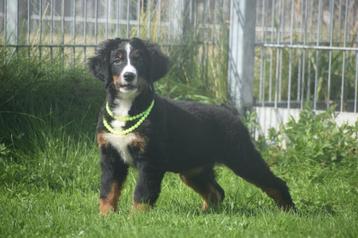 Berner Sennen pups beschikbaar beschikbaar voor biedingen