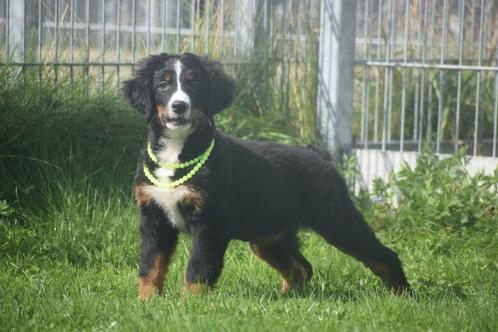 Berner Sennen pups beschikbaar, Dieren en Toebehoren, Honden | Bulldogs, Pinschers en Molossers, Meerdere dieren, Sennenhond, Fokker | Professioneel