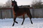 6jarige pony te koop, Dieren en Toebehoren, Paarden, Zadelmak, Merrie