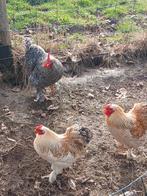 2 Cochin krielhaantjes en 1 koekoekshaantje, Dieren en Toebehoren