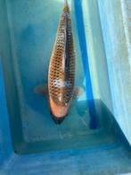 Ochiba 60cm Sakai, Dieren en Toebehoren, Karper of Koi