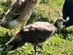 Pauwkuiken, Dieren en Toebehoren, Geslacht onbekend, Overige soorten