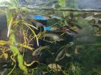 Iemand die guppys wil??, Dieren en Toebehoren