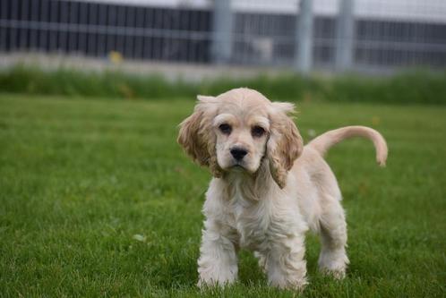 Amerikaanse cocker spaniel pups, Dieren en Toebehoren, Honden | Retrievers, Spaniëls en Waterhonden, Meerdere dieren, Spaniël