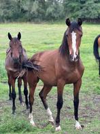 Veulen te koop, Dieren en Toebehoren, Springpaard, Minder dan 160 cm, Gechipt, 0 tot 2 jaar