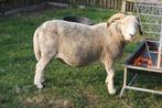 Herdwickram, Dieren en Toebehoren, Mannelijk, Schaap, 3 tot 5 jaar