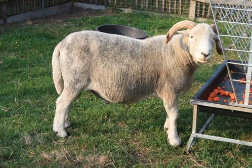 Herdwickram, Dieren en Toebehoren, Schapen, Geiten en Varkens, Schaap, Mannelijk, 3 tot 5 jaar