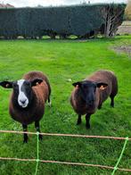 Zwartbles ram te koop, Dieren en Toebehoren, Schapen, Geiten en Varkens, Mannelijk, Schaap, 0 tot 2 jaar
